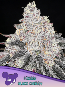 Samen 3x Frozen Black Cherry fem. Anesia Seeds